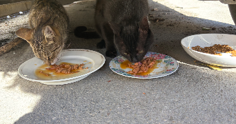 xheni pet sitter à CHAVILLE 92370_5
