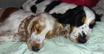 léa pet sitter à ST ANDRE DE CUBZAC 33240_1