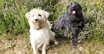 françoise  pet sitter à THURY SOUS CLERMONT 60250_2