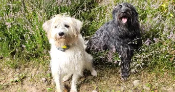 françoise  pet sitter à THURY SOUS CLERMONT 60250