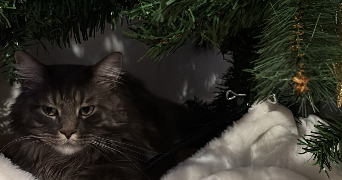 luna pet sitter à CHAMPCUEIL 91750_1