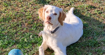 jean pierre pet sitter à PIBRAC 31820_13