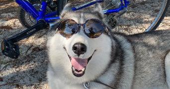 jérémy pet sitter à SANGUINET 40460_5