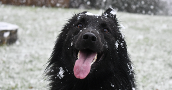 océane pet sitter à RADENAC 56500_1