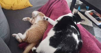 cassandre pet sitter à CLERMONT FERRAND 63100_1
