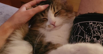 zack pet sitter à DECINES CHARPIEU 69150_1