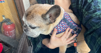 camille pet sitter à PARIS 18 75018_2