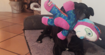 amandine pet sitter à CARCES 83570_9