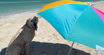 katia pet sitter à PALAISEAU 91120_3