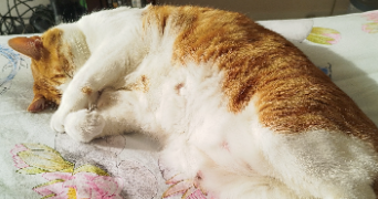 séverine pet sitter à Rennes 35000_1