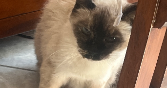 elisa pet sitter à MONTIGNY LES METZ 57950_2