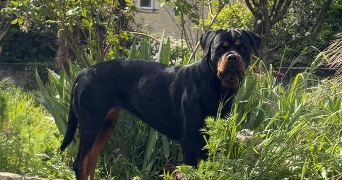 nawelle pet sitter à ST PALAIS DE PHIOLIN 17800_1