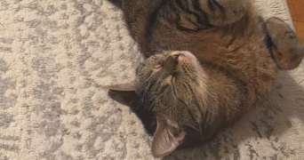 zaineb pet sitter à THIONVILLE 57100_4