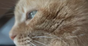 loli pet sitter à PORT ST PERE 44710
