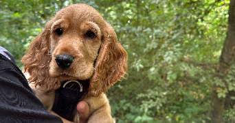 raphael pet sitter à Gennevilliers 92230_4