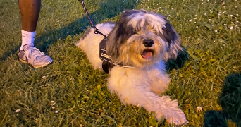 inès pet sitter à Hellemmes-Lille 59160_6
