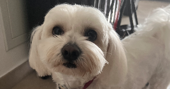 lilou lamaisonbyl  pet sitter à VESCOVATO 20215_8