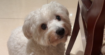 anna-ashley pet sitter à LILLE 59000_1
