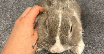 caroline pet sitter à FONTENAY AUX ROSES 92260_3