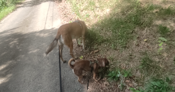 berangere pet sitter à SEBY 64410_6