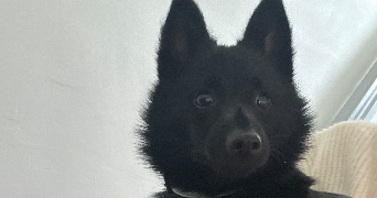 carole pet sitter à PONT SUR SAMBRE 59138_6