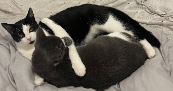 camille pet sitter à ST PIERRE LES NEMOURS 77140_2