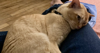 margot pet sitter à FONTENAY SOUS BOIS 94120_5