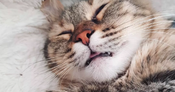 marine pet sitter à BAGARD 30140_1