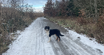 Clementine pet sitter à Vélizy-Villacoublay 78140_0