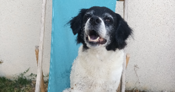 juliette pet sitter à PORNIC 44210_1