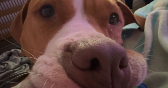 eloïse pet sitter à IZE 53160_2