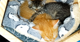 valerie pet sitter à AUZEVILLE TOLOSANE 31320_1