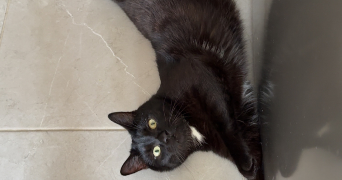 anaïs pet sitter à PRINGY 77310_5