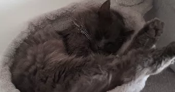 jennifer pet sitter à Saint-Étienne-du-Vauvray 27430