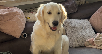 nicolas pet sitter à MAIZIERES LES METZ 57280_7