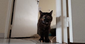 corentine pet sitter à CLERMONT FERRAND 63000_1