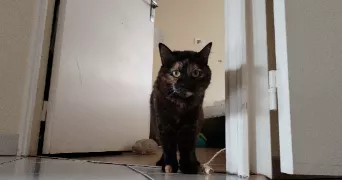 corentine pet sitter à CLERMONT FERRAND 63000