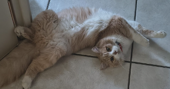 pascale pet sitter à VILLEURBANNE 69100_8