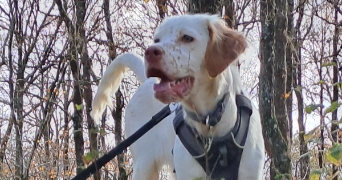 jean pierre pet sitter à PIBRAC 31820_14