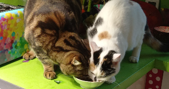 isabelle pet sitter à NANTERRE 92000_6