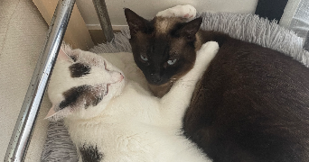 lucille pet sitter à LYON 05 69005_2
