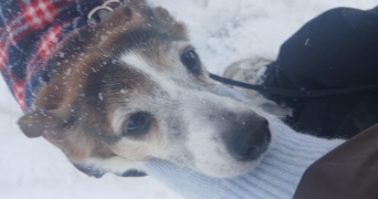 veilly pet sitter à OINVILLE SUR MONTCIENT 78250_1