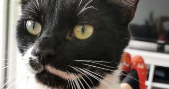 pascale pet sitter à Marly 57155_1