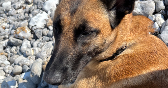alycia pet sitter à Amfreville les champs 76560_4