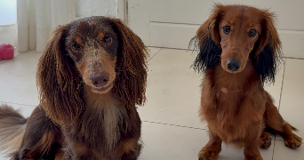 luisa pet sitter à LA CROIX VALMER 83420_6