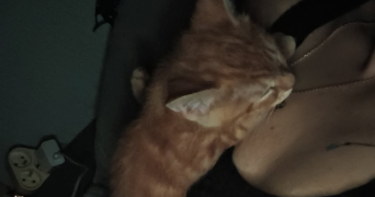 diego pet sitter à SALEILLES 66280_3