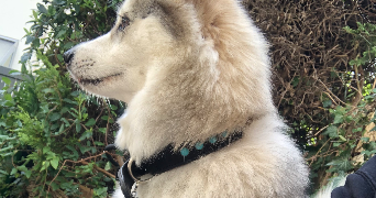 clara pet sitter à GRENOBLE 38000_5