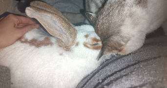 helene pet sitter à AUBENAS 07200_2