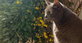 ludmilla pet sitter à LYON 03 69003_3