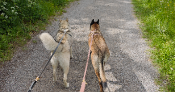 laurène dog sitter à ANNECY 74000_3